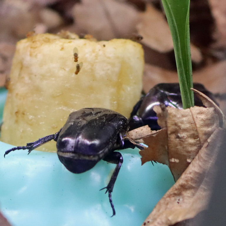 Violet Chafer