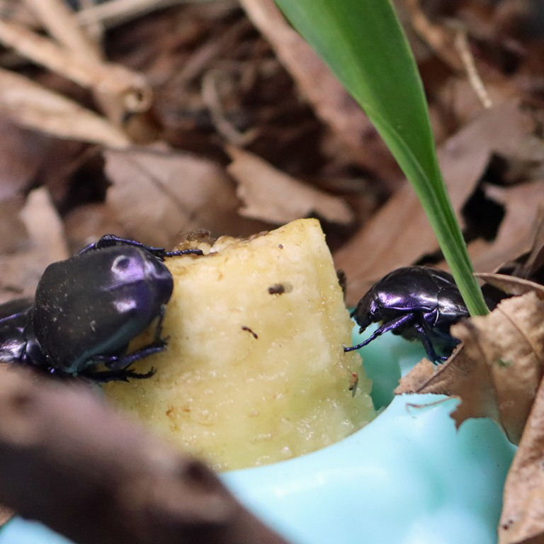 Violet Chafer