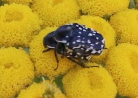 Oxythyrea cinctella