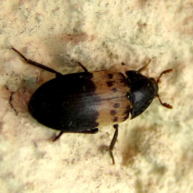 Larder Beetle