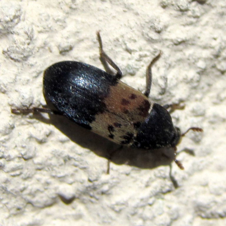 Larder Beetle