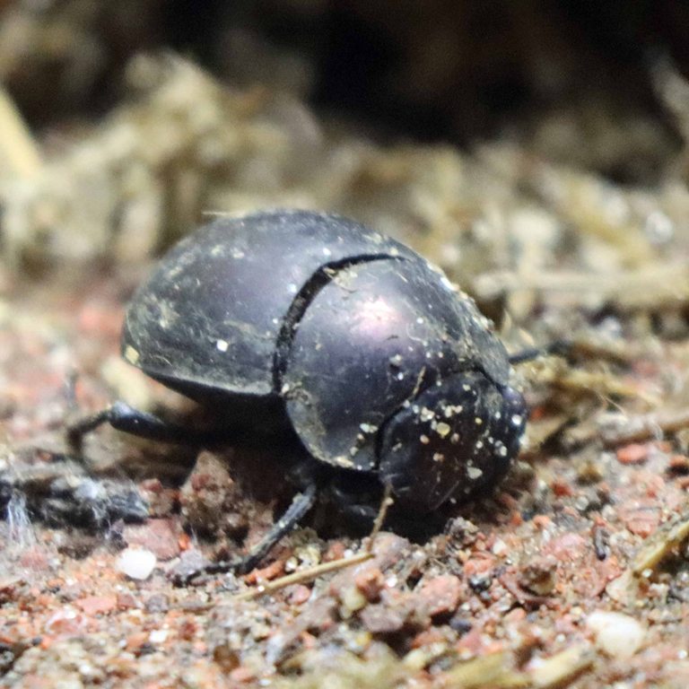 Plum Dung Beetle
