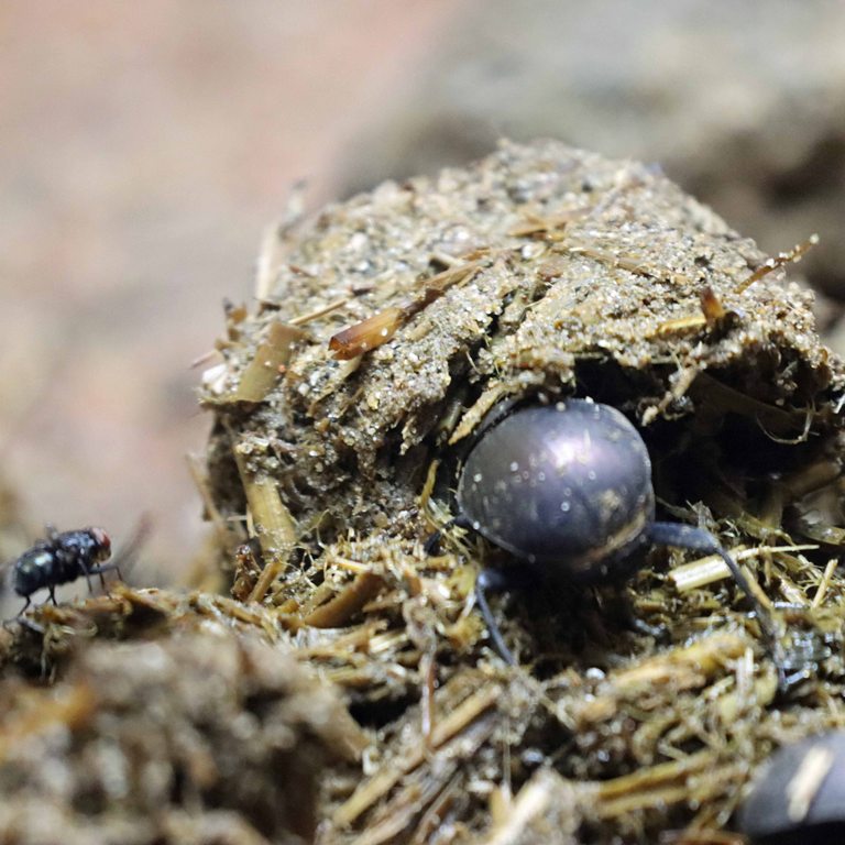 Plum Dung Beetle
