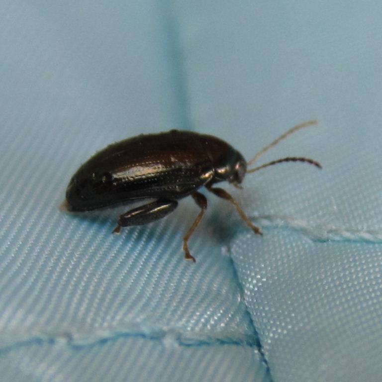 Cabbage Stem Flea Beetle