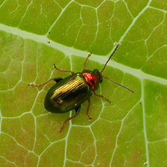 Willow Flea Beetle