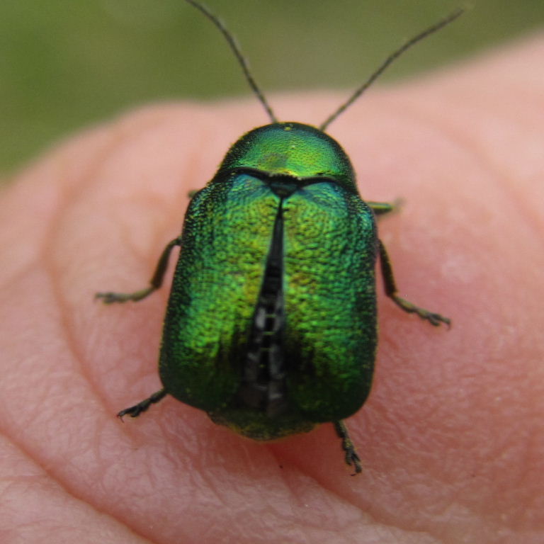 Cryptocephalus aureolus Flower Beetle