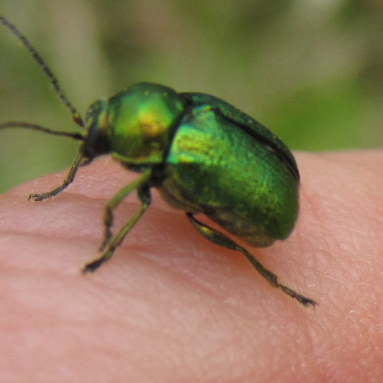 Cryptocephalus aureolus Flower Beetle