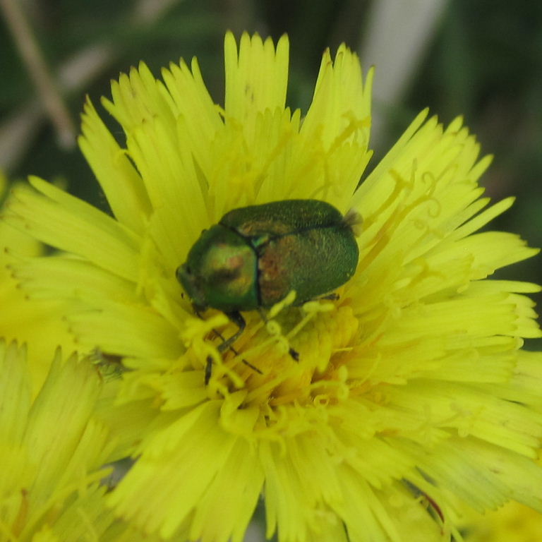Cryptocephalus aureolus Flower Beetle