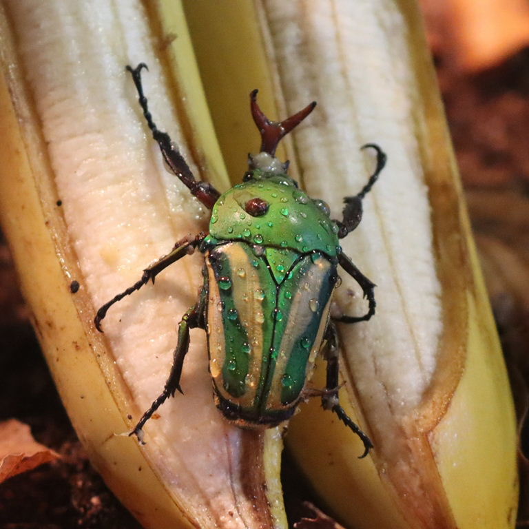 Green-striped Flower Beetle with 2 bananas