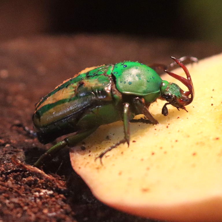 Green-striped Flower Beetle male