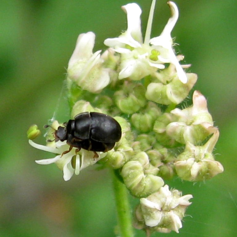 Short-winged Flower Beetle