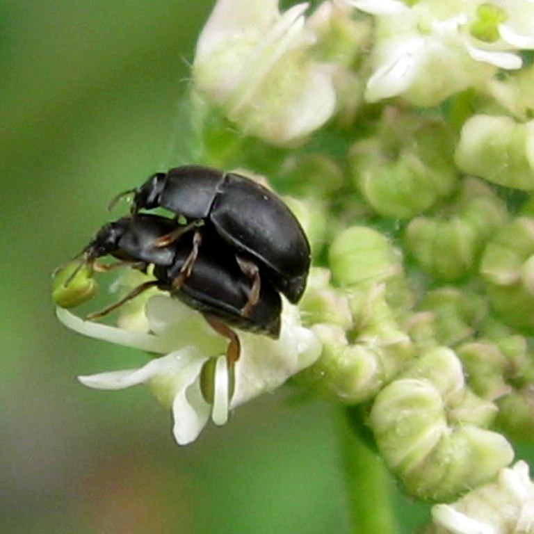 Short-winged Flower Beetle