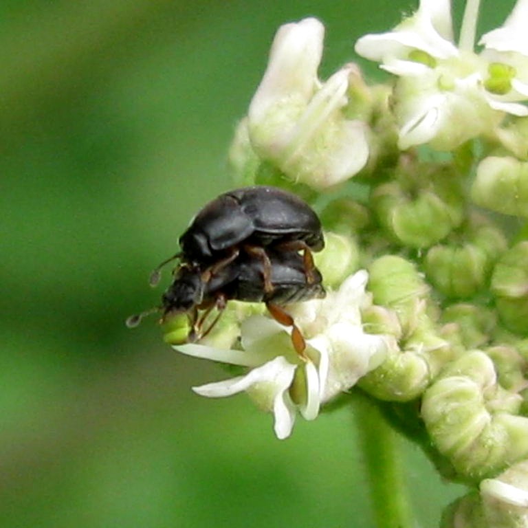 Short-winged Flower Beetle
