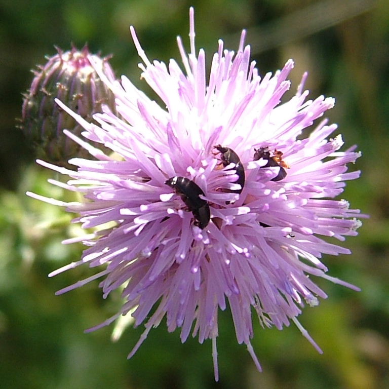 Short-winged Flower Beetles
