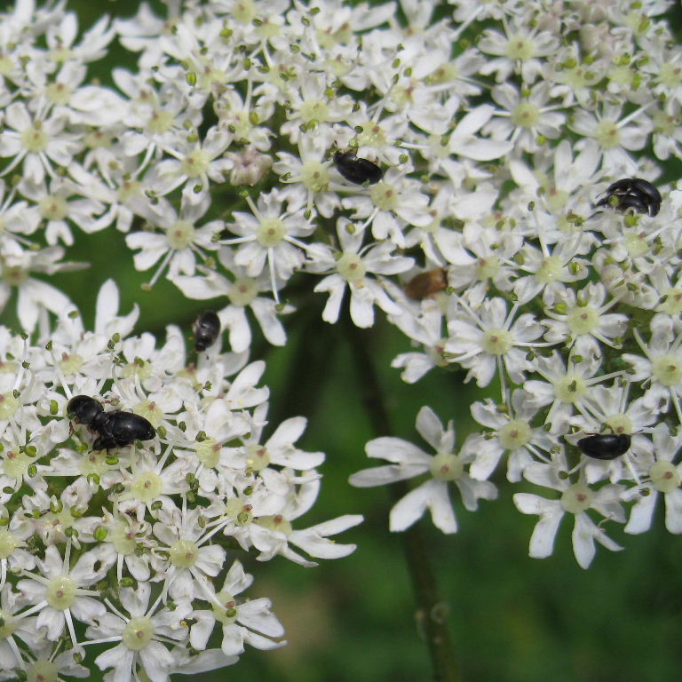 Short-winged Flower Beetles