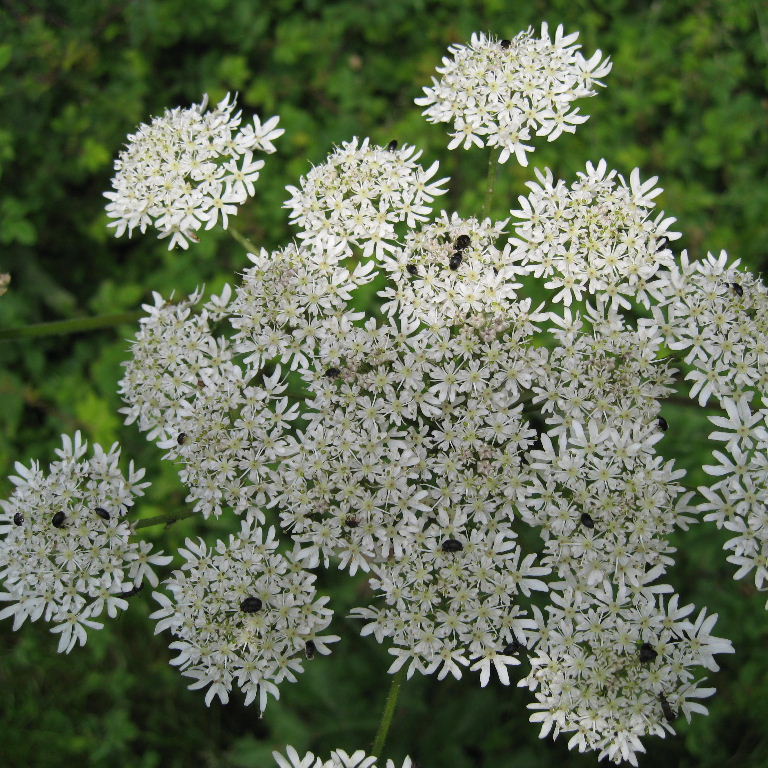 Short-winged Flower Beetles