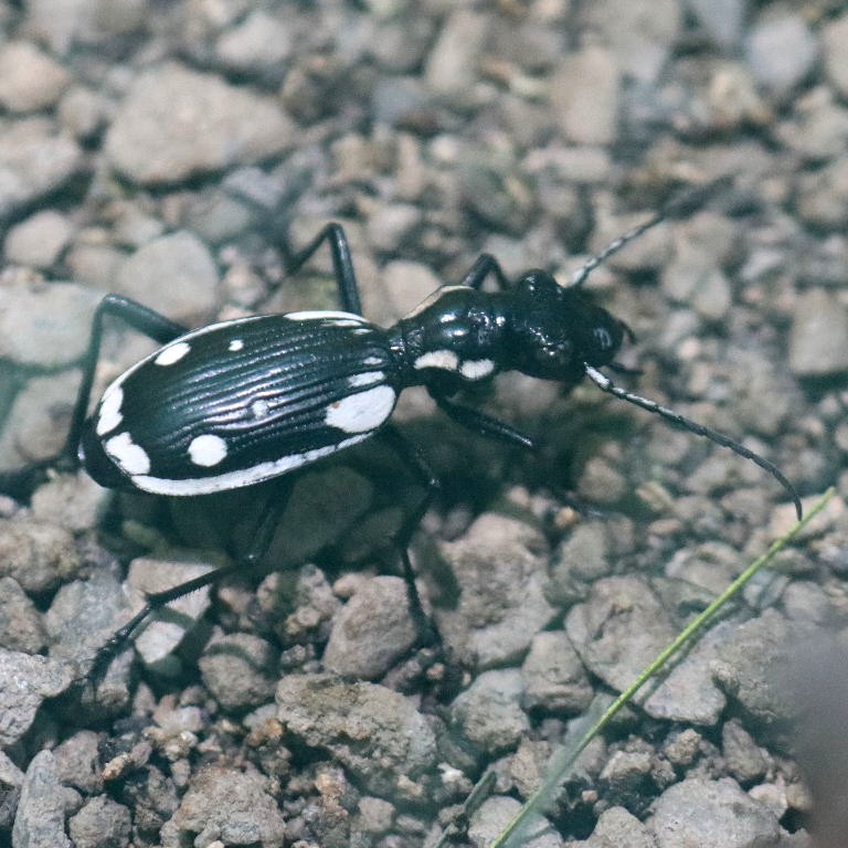 Egyptian Predator Ground Beetle
