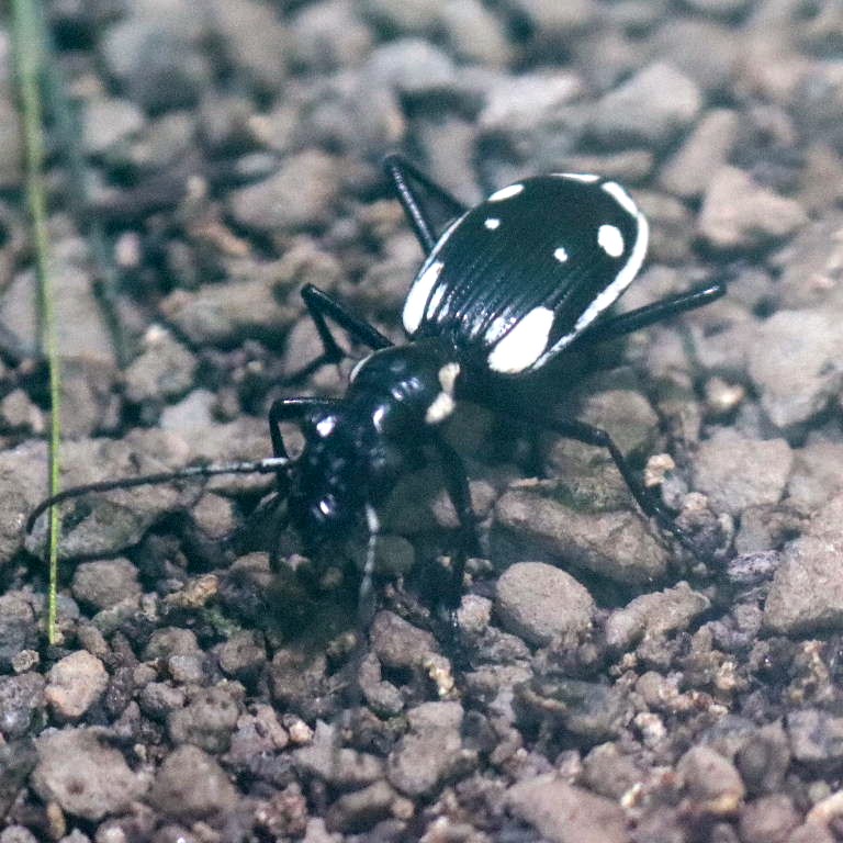 Egyptian Predator Ground Beetle
