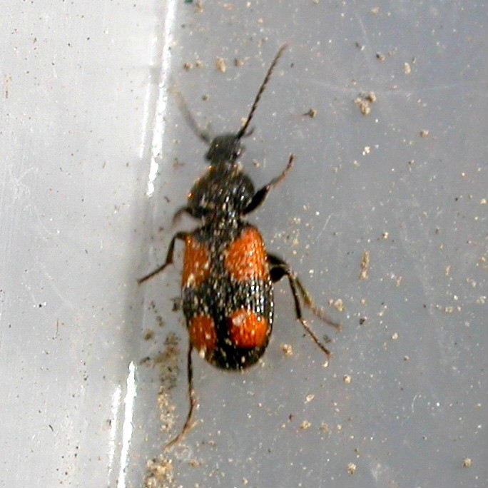 Crucifix Ground Beetle