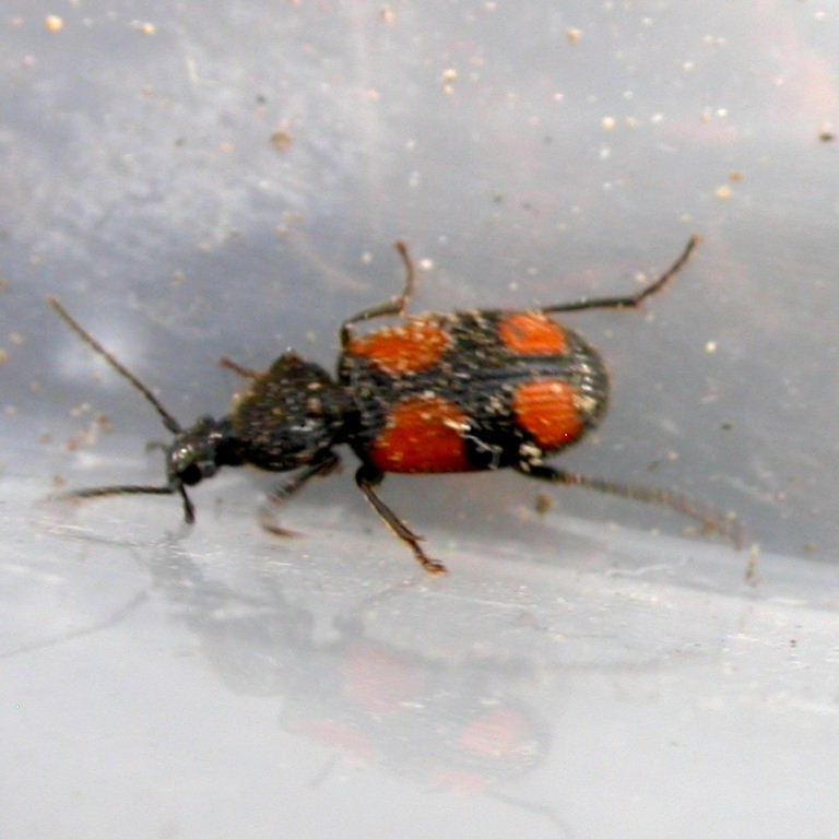 Crucifix Ground Beetle