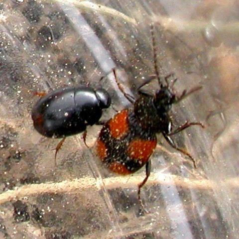 Crucifix Ground Beetle