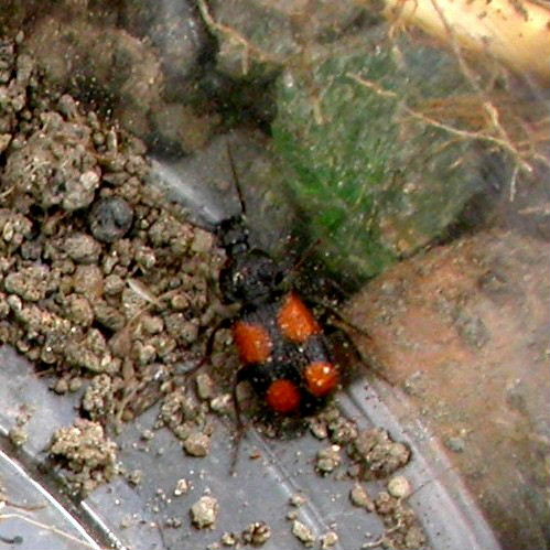 Crucifix Ground Beetle