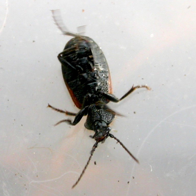 Crucifix Ground Beetle