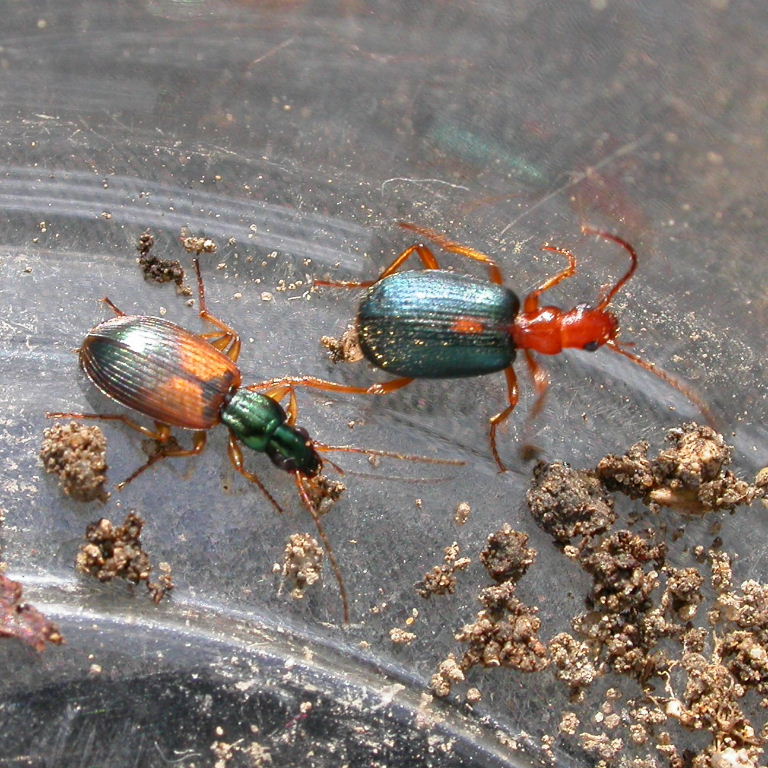 Anchomenus dorsalis and Bombadier Ground Beetles