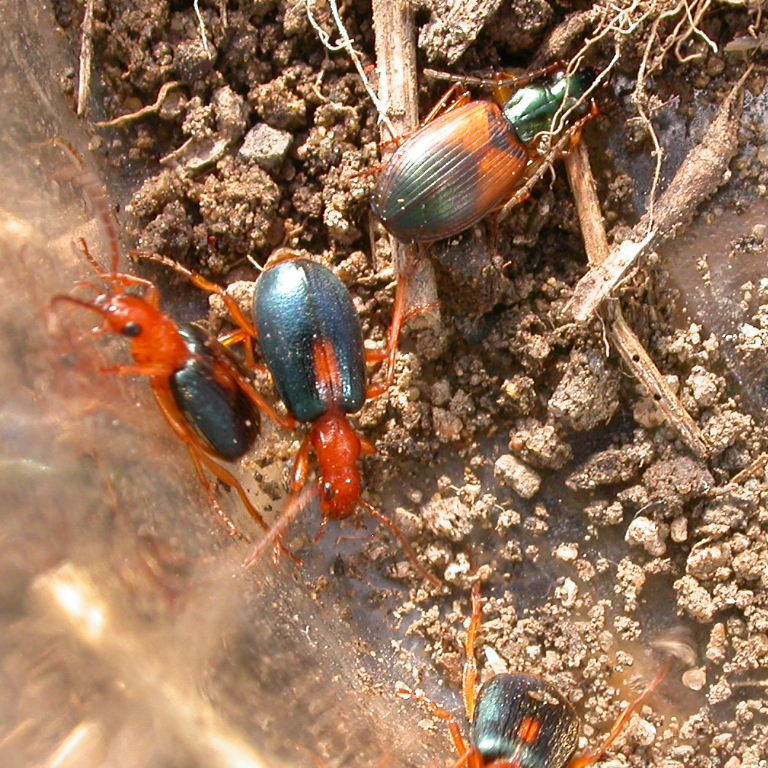 Anchomenus dorsalis and Bombadier Ground Beetles