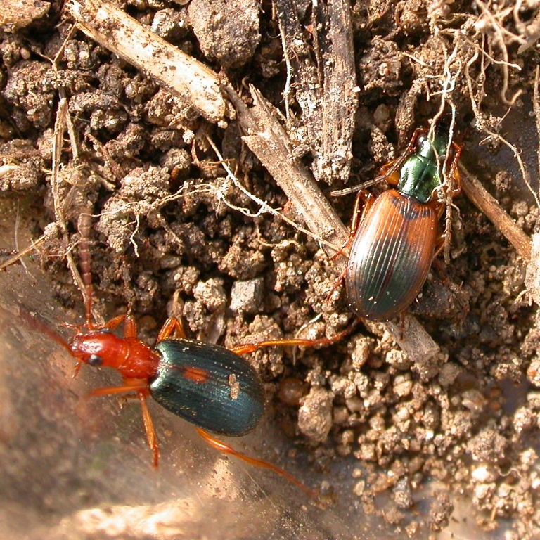 Anchomenus dorsalis and Bombadier Ground Beetles