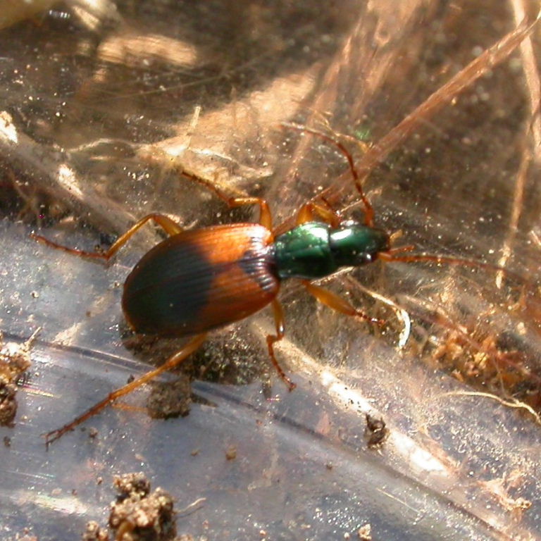 Anchomenus dorsalis Ground Beetle