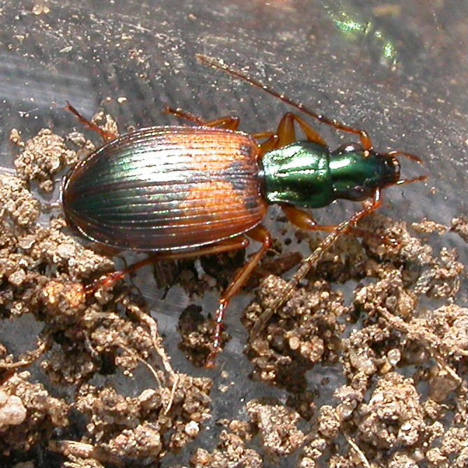 Anchomenus dorsalis Ground Beetle