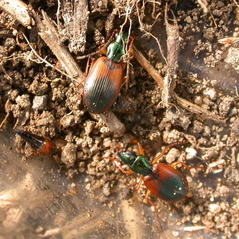 Anchomenus dorsalis Ground Beetle