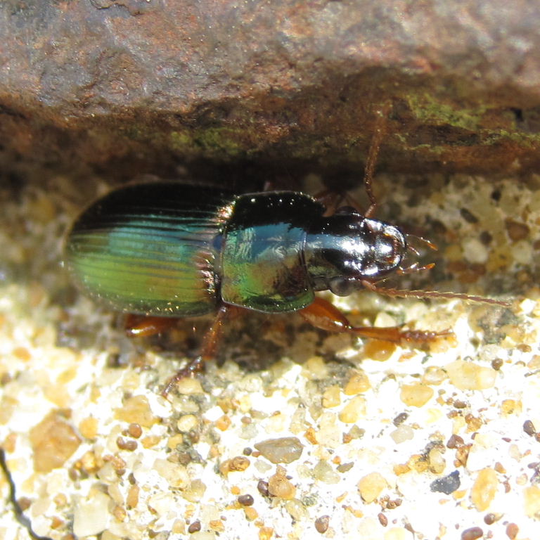 Harpalus affinis Ground Beetle