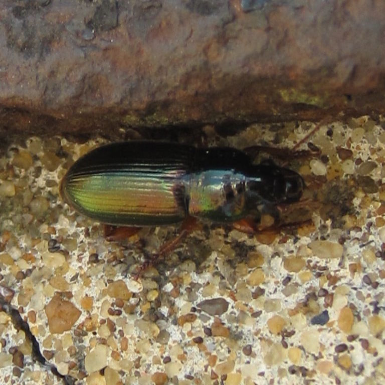 Harpalus affinis Ground Beetle