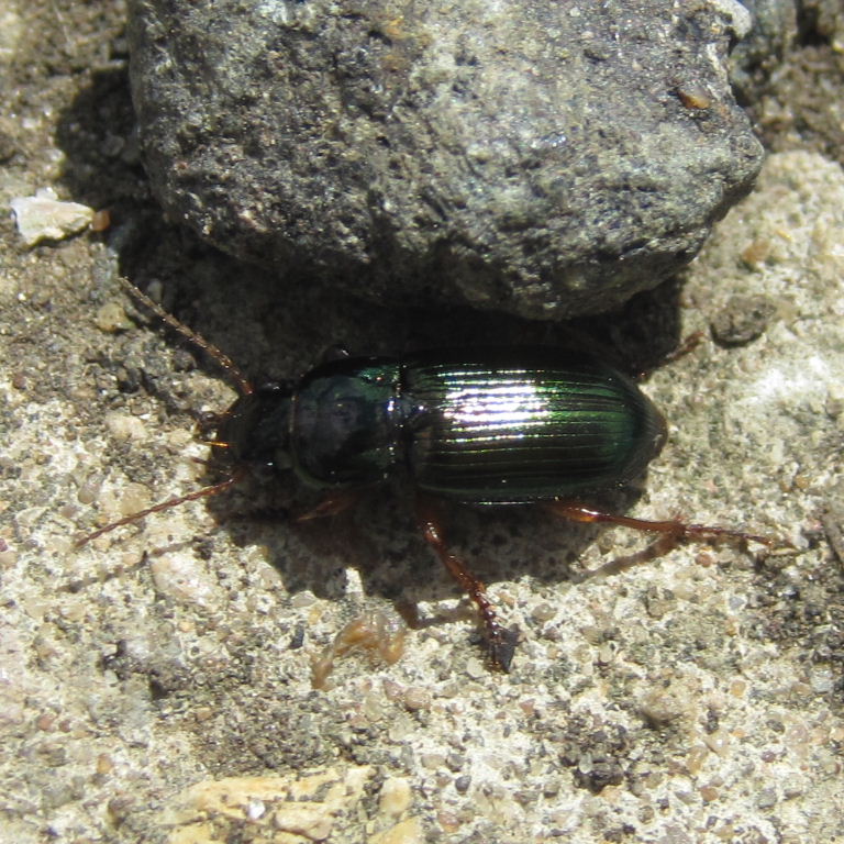 Harpalus affinis Ground Beetle