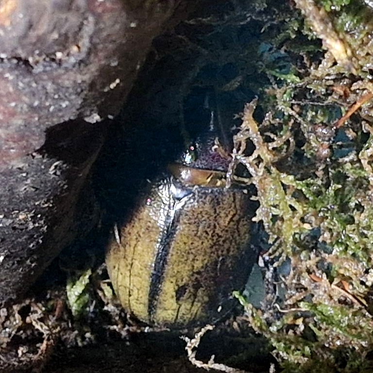 Lesser Antilles Hercules Beetle
