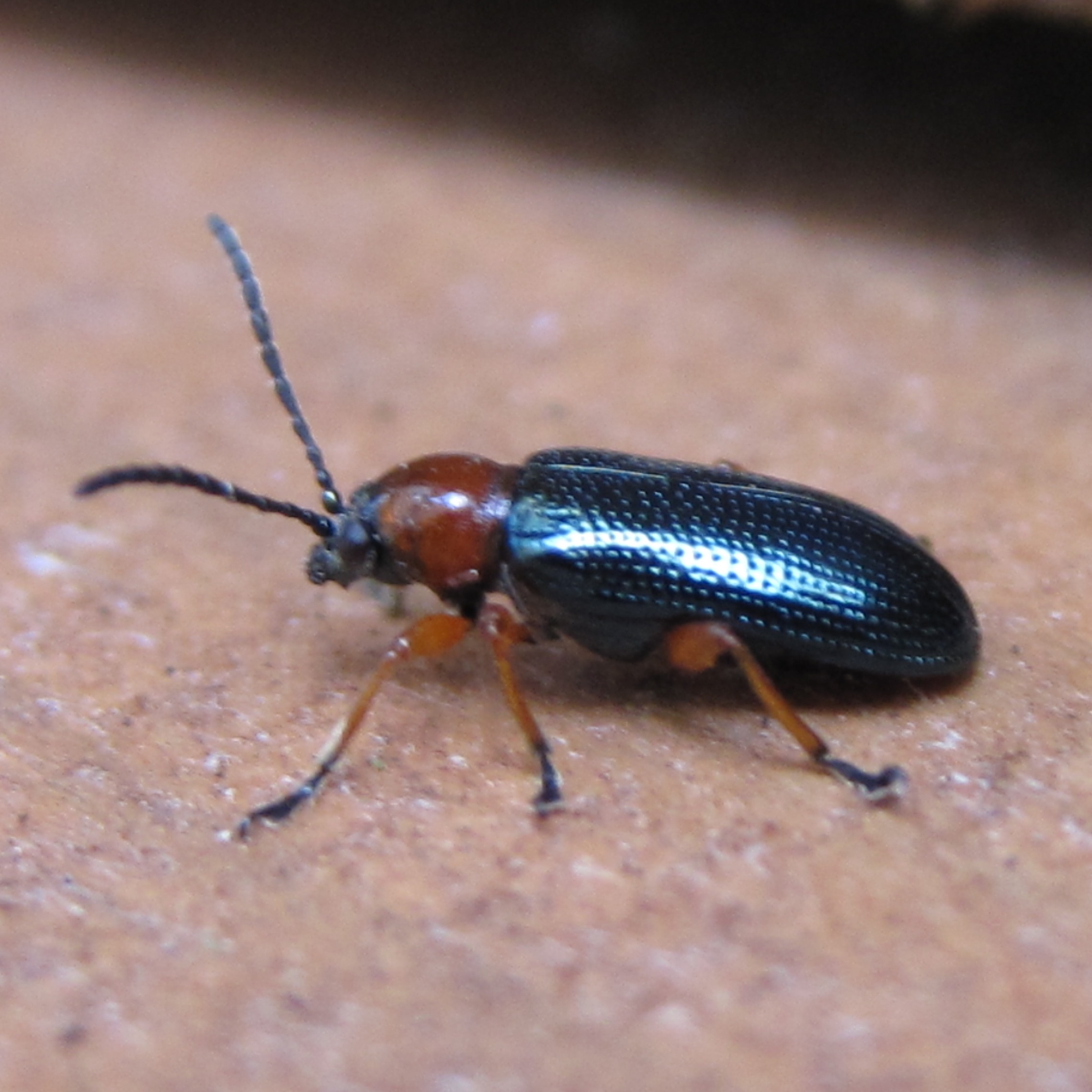 Cereal Leaf Beetle