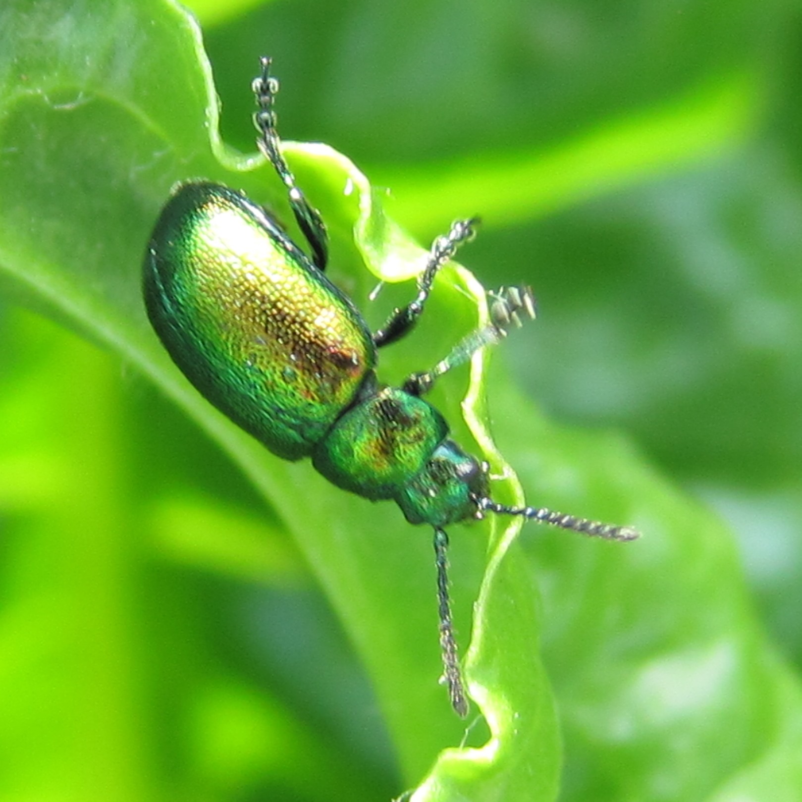 Green Dock Beetle