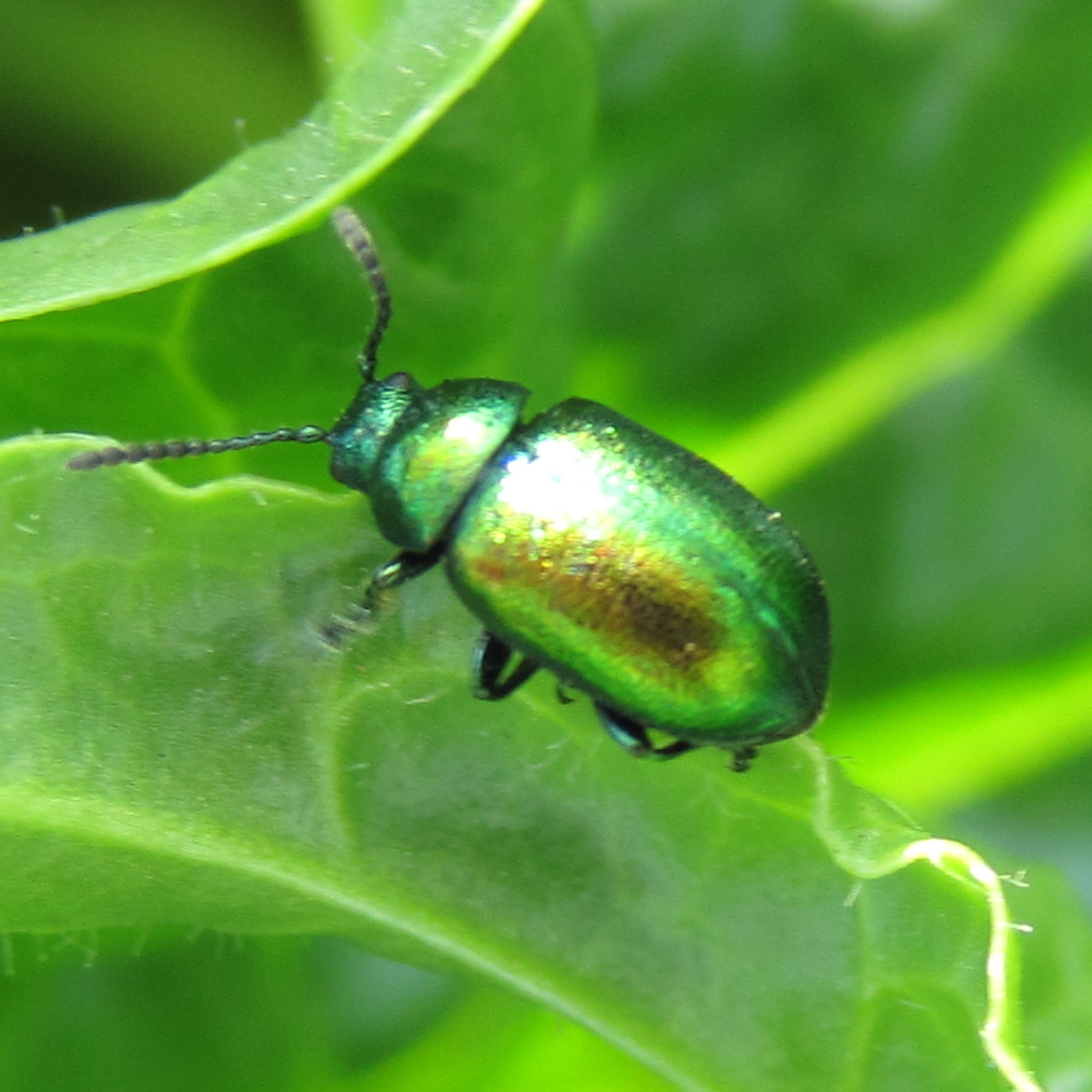 Green Dock Beetle