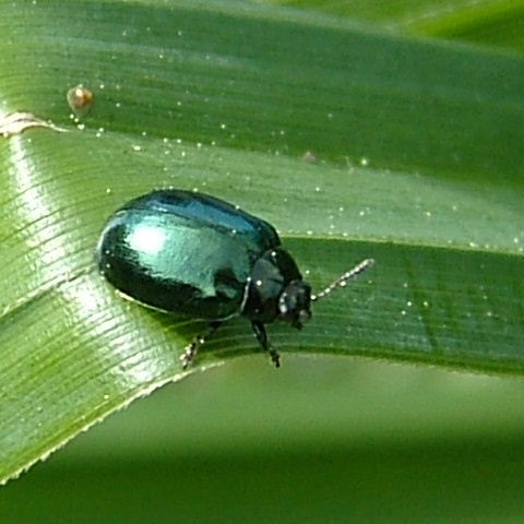 Mustard Beetle