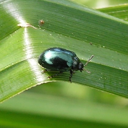 Mustard Beetle