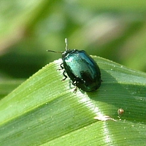 Mustard Beetle