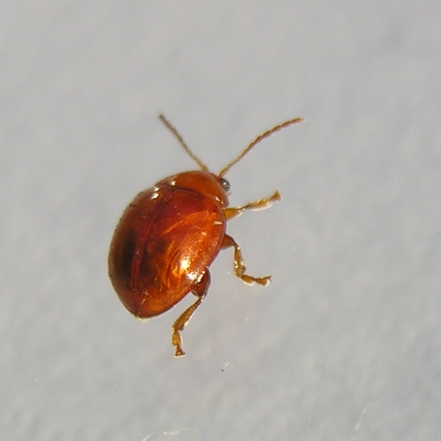 Sphaeroderma rubidum Leaf Beetle