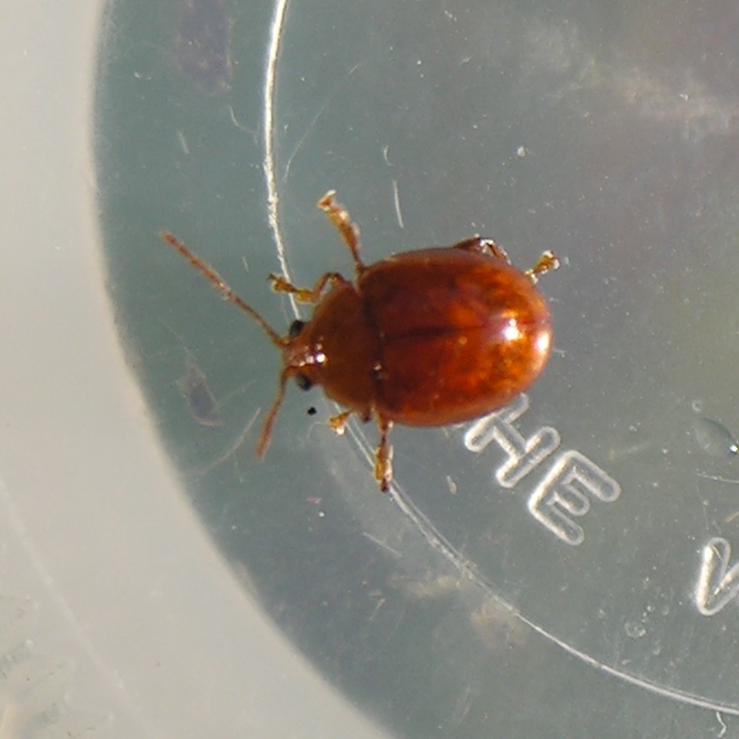 Sphaeroderma rubidium Leaf Beetle