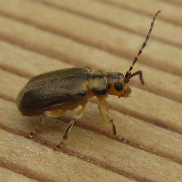 Viburnum Beetle