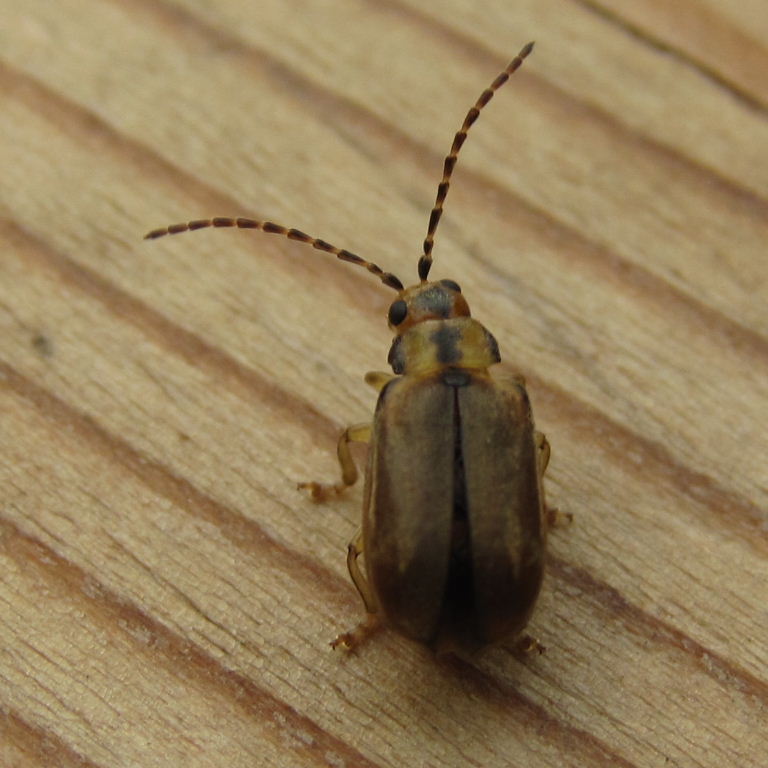Viburnum Beetle