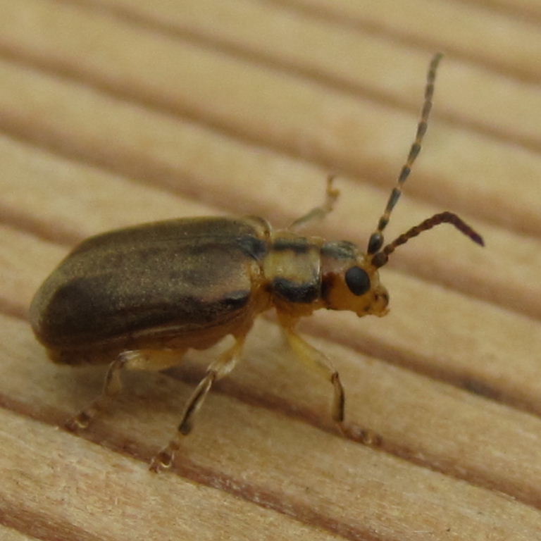 Viburnum Beetle