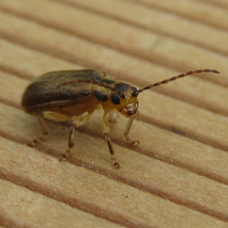 Viburnum Beetle