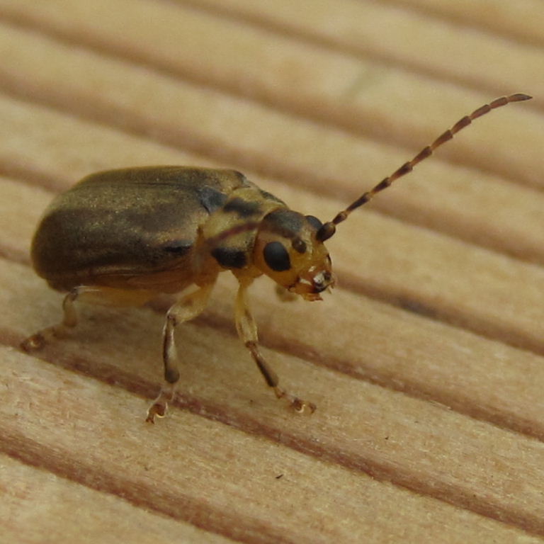 Viburnum Beetle